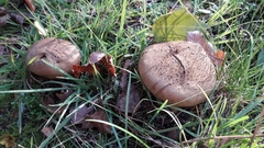 Scleroderma verrucosum