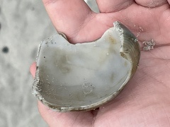 Fulguropsis pyruloides