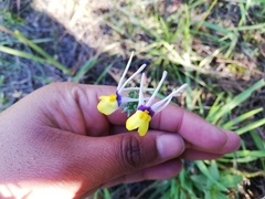 Nemesia cheiranthus