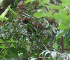 Pterorhinus poecilorhynchus