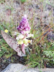 Lachenalia membranacea