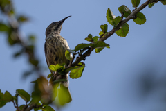 Cinnyris erythrocercus