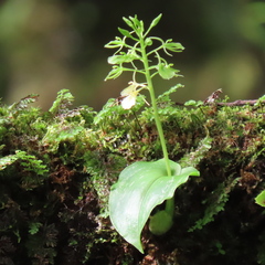 Liparis cordifolia