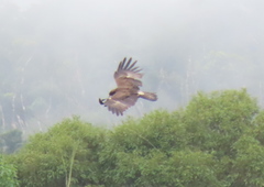 Ictinaetus malaiensis