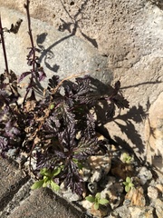 Verbena officinalis