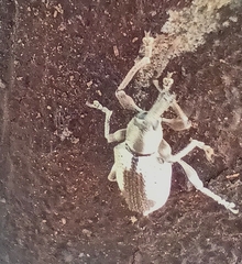 Curculionoidea
