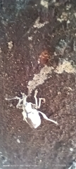 Curculionoidea