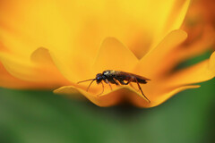 Aglaostigma aucupariae