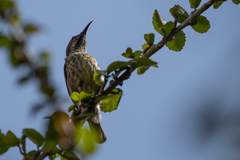 Cinnyris erythrocercus