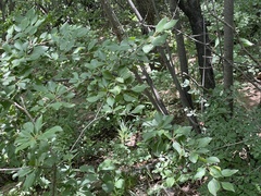 Rhamnus parvifolia