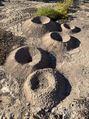 Acromyrmex versicolor