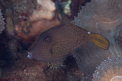 Cantherhines pardalis