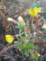 Oenothera