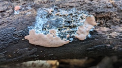 Dictydiaethalium plumbeum