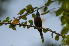 Cinnyris erythrocercus