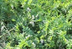 Vicia biennis