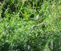 Vicia biennis