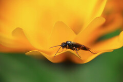 Aglaostigma aucupariae