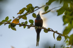 Cinnyris erythrocercus