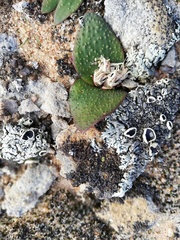 Massonia tenella