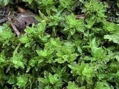 Encalypta streptocarpa