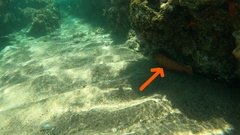 Epinephelus fasciatus