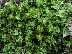 Encalypta streptocarpa