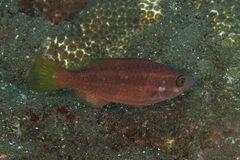 Chlorurus spilurus