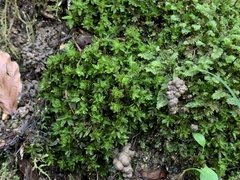 Encalypta streptocarpa