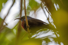 Cinnyris erythrocercus