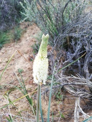 Bulbinella eburniflora