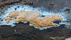 Dictydiaethalium plumbeum