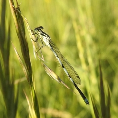 Erythromma lindenii