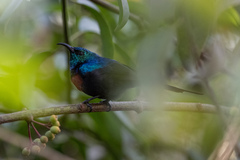 Cinnyris erythrocercus