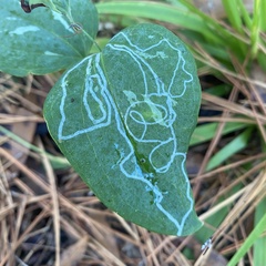 Marmara smilacisella