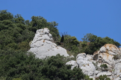 Gypaetus barbatus barbatus