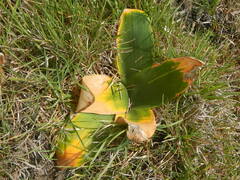 Brunsvigia orientalis