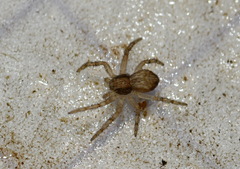Philodromus rufus