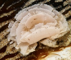 Cuthona divae