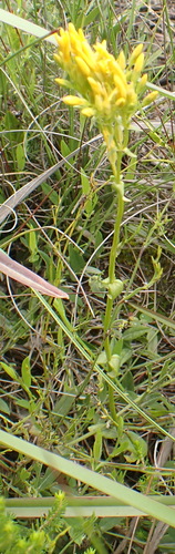 Image of Sebaea aurea by (c) Nicola van Berkel, some rights reserved (CC BY-SA)