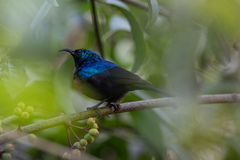 Cinnyris erythrocercus