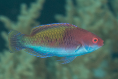 Cirrhilabrus chaliasi