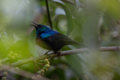 Cinnyris erythrocercus