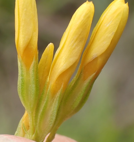 Image of Golden Yellowwort (Sebaea aurea) by (c) Nicola van Berkel, some rights reserved (CC BY-SA)