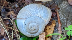 Helix pomatia