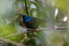 Cinnyris erythrocercus