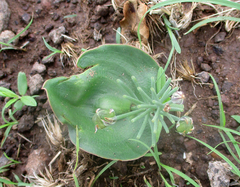 Eriospermum currorii