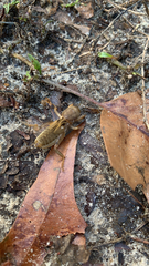 Neoscapteriscus vicinus