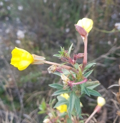 Oenothera