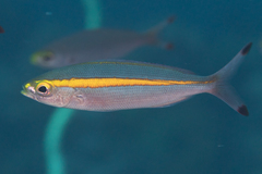 Pterocaesio chrysozona